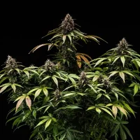 Royal Queen Seeds - White Widow Auto - 3 Stk feminisiert