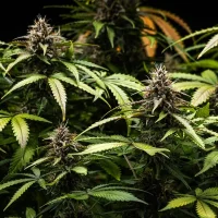 Royal Queen Seeds - White Widow Auto - 3 Stk feminisiert