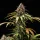 Royal Queen Seeds - White Widow Auto - 3 Stk feminisiert