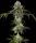 Barneys Farm - Durban Poison - 3 Stk feminisiert