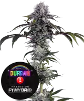 Barneys Farm - Durban Z - 3 Stk feminisiert