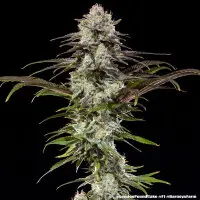 Barneys Farm - London Pound Cake - 3 Stk feminisiert