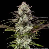 Barneys Farm - London Pound Cake - 3 Stk feminisiert