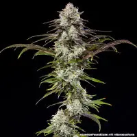 Barneys Farm - London Pound Cake - 3 Stk feminisiert