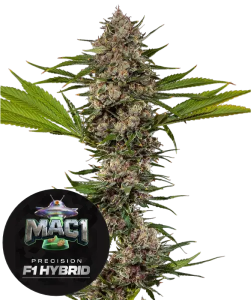 Barneys Farm - MAC 1 - 3 Stk feminisiert