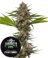 Barneys Farm - MAC 1 - 3 Stk feminisiert
