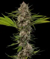 Barneys Farm - MAC 1 - 3 Stk feminisiert