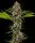 Barneys Farm - MAC 1 - 3 Stk feminisiert