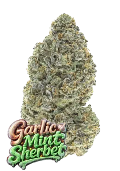 420 Fast Buds - Garlic Mint Sherbet™ - 1 Stk feminisiert