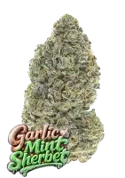 420 Fast Buds - Garlic Mint Sherbet™ - 1 Stk...