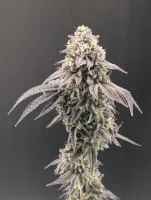 420 Fast Buds - Garlic Mint Sherbet™ - 1 Stk feminisiert