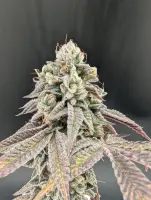 420 Fast Buds - Garlic Mint Sherbet™ - 1 Stk feminisiert