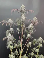 420 Fast Buds - Garlic Mint Sherbet™ - 1 Stk feminisiert