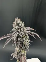 420 Fast Buds - Garlic Mint Sherbet™ - 1 Stk feminisiert