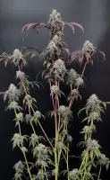 420 Fast Buds - Garlic Mint Sherbet™ - 1 Stk feminisiert