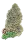420 Fast Buds - Garlic Mint Sherbet™ - 1 Stk feminisiert