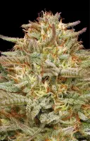 Humboldt Seed Company - Orange Creampop - 3 Stk feminisiert