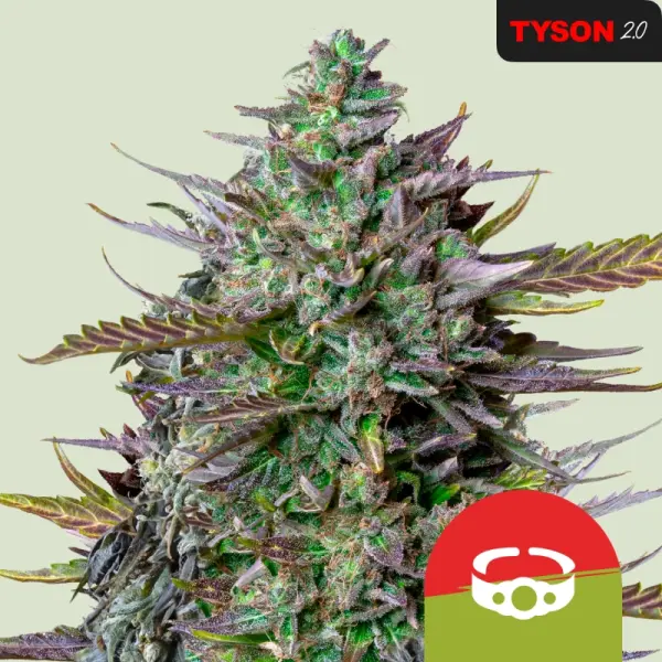 Royal Queen Seeds Tyson 2.0 - Goatlato Auto - 3 Stk feminisiert