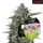 Royal Queen Seeds Tyson 2.0 - Goatlato Auto - 3 Stk feminisiert