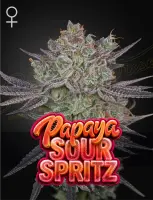 Green House Seed Co. - Papaya Sour Spritz - 3 Stk...