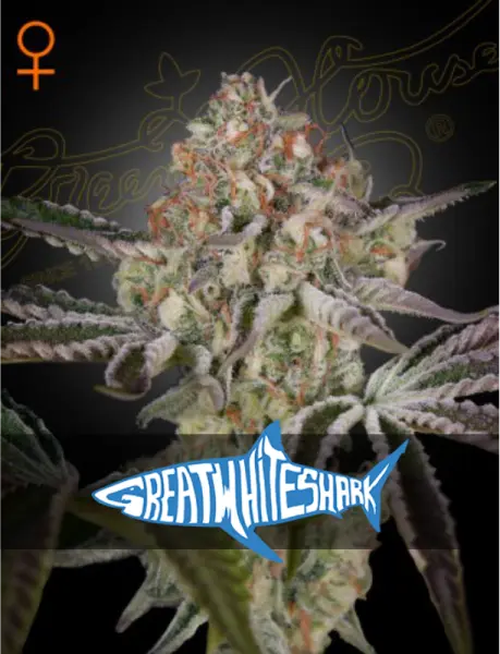 Green House Seed Co. - Great White Shark - 3 Stk feminisiert