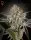 Green House Seed Co. - Great White Shark - 3 Stk feminisiert