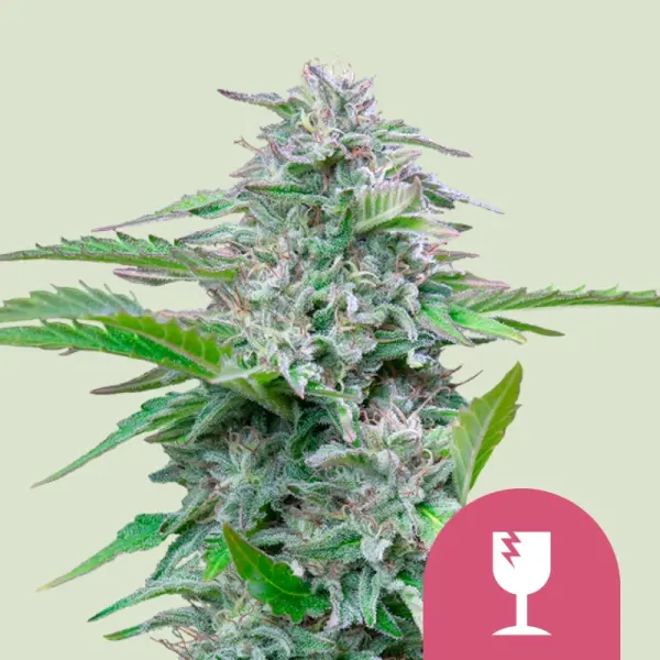 Royal Queen Seeds - Critical - 3 Stk feminisiert