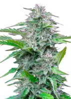 Royal Queen Seeds - Critical - 3 Stk feminisiert