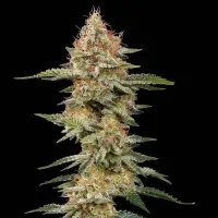 Royal Queen Seeds - Critical - 3 Stk feminisiert