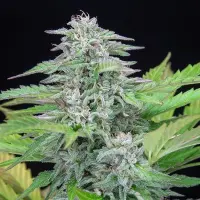 Royal Queen Seeds - Critical - 3 Stk feminisiert