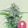 Royal Queen Seeds - Critical - 3 Stk feminisiert