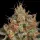 Royal Queen Seeds - Critical - 3 Stk feminisiert