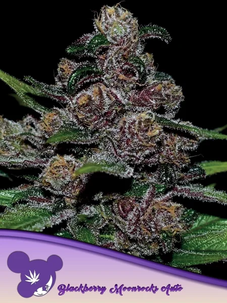 Anesia Seeds Blackberry Moonrocks® Auto - 3 Stk feminisiert