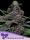 Anesia Seeds Blackberry Moonrocks® Auto - 3 Stk feminisiert