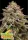 Anesia - Pistachio Churro Auto - 3 Stk fem.