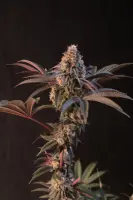 420 Fast Buds - Lemon Cherry Runtz