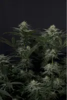 420 Fast Buds - GG4 Sherbet FF - Fastflowering
