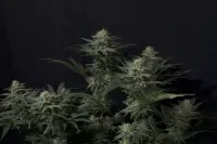 420 Fast Buds - GG4 Sherbet FF - Fastflowering
