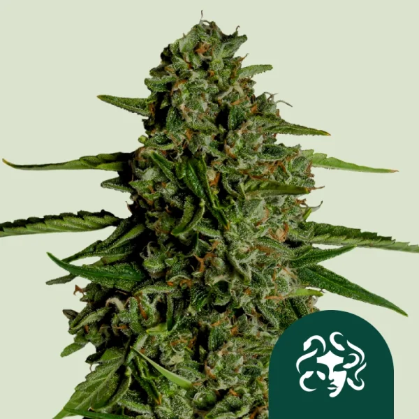 Royal Queen Seeds - Medusa F1 Auto - 3 Stk feminisiert