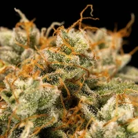 Royal Queen Seeds - Medusa F1 Auto - 3 Stk feminisiert