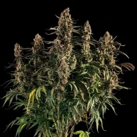 Royal Queen Seeds - Medusa F1 Auto - 3 Stk feminisiert