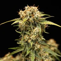 Royal Queen Seeds - Medusa F1 Auto - 3 Stk feminisiert