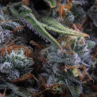 Royal Queen Seeds - Medusa F1 Auto - 3 Stk feminisiert