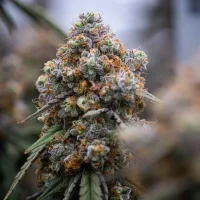 Royal Queen Seeds - Medusa F1 Auto - 3 Stk feminisiert