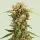 Royal Queen Seeds - Medusa F1 Auto - 3 Stk feminisiert