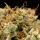 Royal Queen Seeds - Medusa F1 Auto - 3 Stk feminisiert