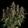Royal Queen Seeds - Medusa F1 Auto - 3 Stk feminisiert