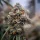 Royal Queen Seeds - Medusa F1 Auto - 3 Stk feminisiert