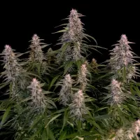 Royal Queen Seeds - Orion F1 Auto - 3 Stk feminisiert
