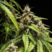 Royal Queen Seeds - Orion F1 Auto - 3 Stk feminisiert